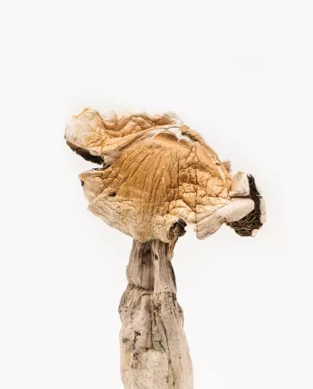 African Pyramid Mushroom