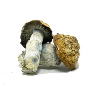 Penis Envy Magic Mushrooms