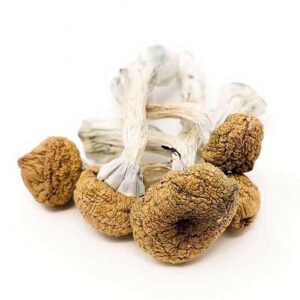 Golden Caps Magic Mushrooms