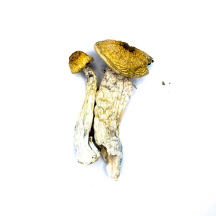 Chodewave Magic Mushrooms